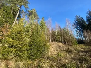 Dražba lesa, Ústí nad Labem, 11769 m2