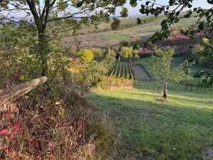 Prodej sadu/vinice, Blučina, 2677 m2