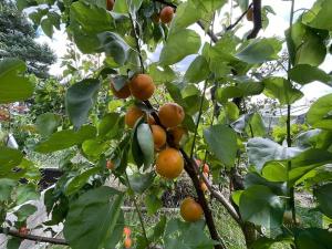 Prodej zahrady, Plzeň, Sluneční, 700 m2