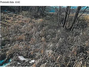 Prodej lesa, Tis, 906 m2