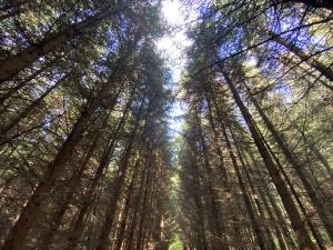 Prodej lesa, Lánov - Horní Lánov, 15996 m2