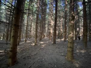 Prodej lesa, Lánov - Horní Lánov, 15996 m2