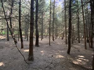 Prodej lesa, Lánov - Horní Lánov, 15996 m2