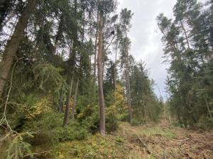 Prodej lesa, Srbice - Těšovice, 3279 m2