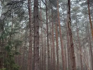 Prodej lesa, Zábrdí, 9676 m2