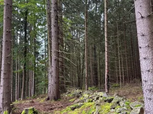 Prodej podílu pole, Nicov, 2230 m2