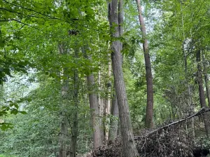 Prodej podílu lesa, Staříč, 16254 m2