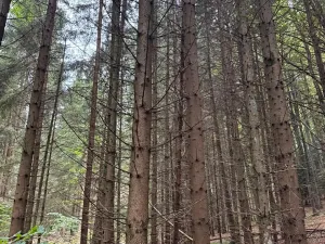 Prodej lesa, Nové Hrady, 5524 m2