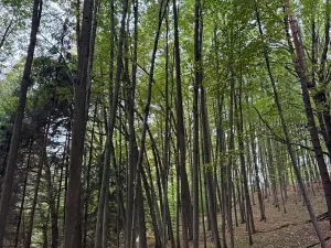 Prodej lesa, Nové Hrady, 5524 m2