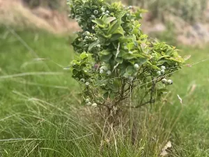 Prodej rodinného domu, Čistá, Tyršova, 130 m2