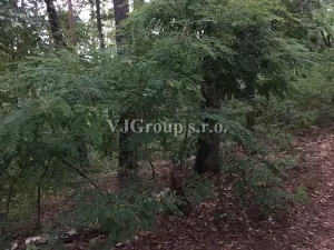 Prodej lesa, Bradlec, 4578 m2