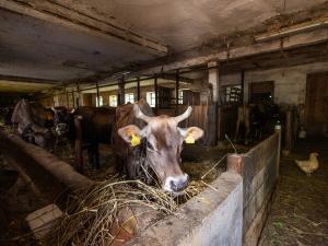 Prodej komerční, Potštejn - Brná, 23296 m2