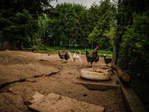 Prodej vícegeneračního domu, Sulice, Hlavní, 370 m2