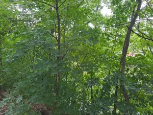 Prodej podílu lesa, Brno, 2145 m2