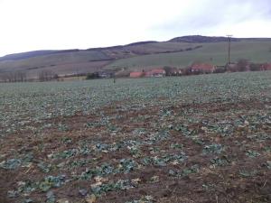 Dražba pole, Morkůvky, 6867 m2
