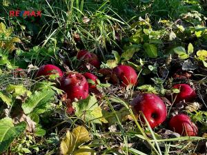 Prodej pozemku pro bydlení, Podolí, 1608 m2