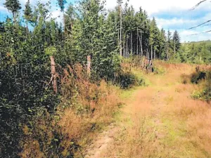 Prodej lesa, Česká Bělá, 6755 m2