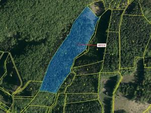 Dražba lesa, Neubuz, 22874 m2