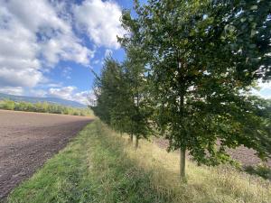 Prodej lesa, Lánov - Horní Lánov, 4009 m2