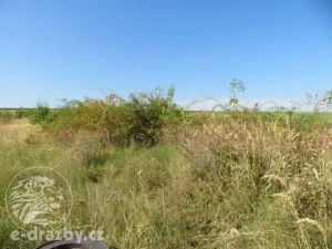 Dražba zahrady, Grunta, 901 m2