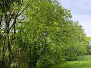 Prodej pozemku, Český Dub, 19364 m2