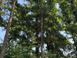 Prodej lesa, Bolehošť, 3558 m2