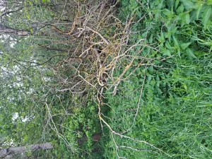 Prodej podílu lesa, Nový Rychnov, 6035 m2