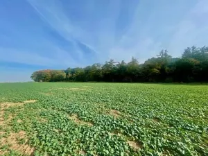 Prodej pole, Praha - Liboc, Na Padesátníku I, 24066 m2