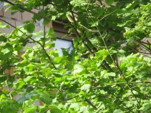 Dražba zahrady, Ústí nad Orlicí, 1390 m2