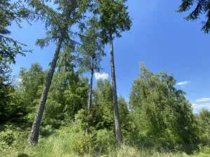 Prodej lesa, Kropáčova Vrutice - Sušno, 15167 m2