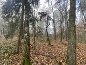 Prodej lesa, Chářovice, 617 m2