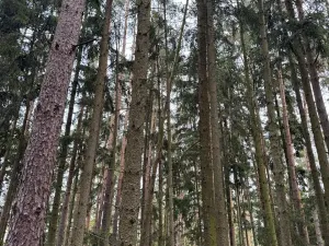 Prodej lesa, Chrášťany, 11900 m2