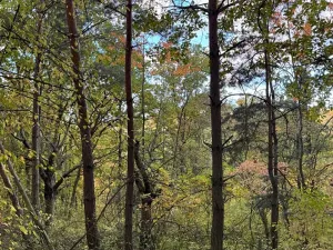 Prodej lesa, Ročov, 4272 m2