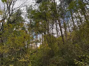 Prodej lesa, Ročov, 4272 m2