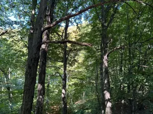 Prodej lesa, Ostrava, 8938 m2