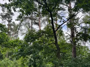 Prodej lesa, Bavorov, 10907 m2