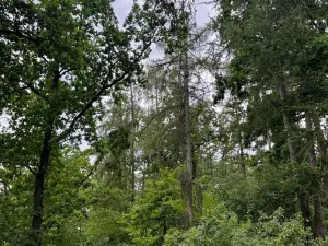 Prodej lesa, Bavorov, 10907 m2