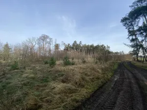 Prodej lesa, Kostelní Lhota, 9438 m2