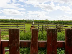 Prodej rodinného domu, Litíč, 60 m2