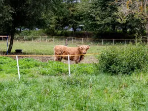 Prodej rodinného domu, Litíč, 60 m2