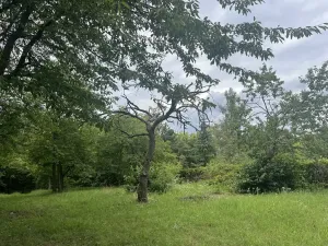 Pronájem sadu/vinice, Praha - Točná, Ke starému hřišti, 3842 m2