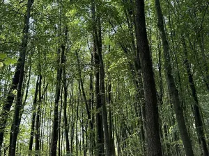 Prodej podílu lesa, Pardubice, 9649 m2