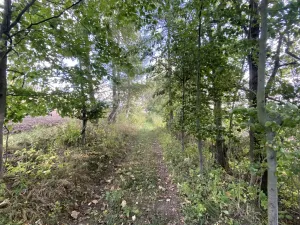 Prodej lesa, Lánov - Horní Lánov, 15278 m2