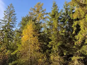 Prodej lesa, Havlovice, 13402 m2