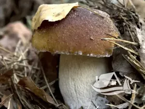 Prodej atypického bytu, Bansko, Bulharsko, 123 m2