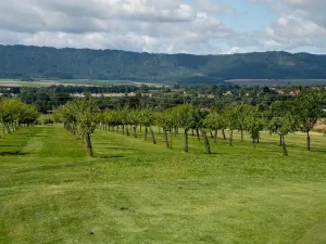 Prodej komerční, Broumov - Velká Ves, Kladská