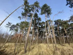 Prodej lesa, Kostelní Lhota, 9438 m2
