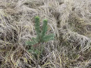 Prodej lesa, Kostelní Lhota, 9438 m2