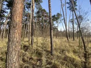 Prodej lesa, Kostelní Lhota, 9438 m2