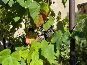 Prodej rodinného domu, Rakvice, Luční, 220 m2